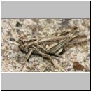 Chorthippus biguttulus - Nachtigall-Grashuepfer 09.jpg